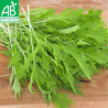 CHOU MIZUNA - Graines BIO | Ferme de Sainte Marthe | Graines et Bio
