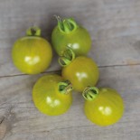 🍅 Graines de TOMATE - TOMATE CERISE VERTE Green Doctor's Frosted - Graines BIO
