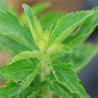 STEVIA - Graines BIO | Ferme de Sainte Marthe | Graines et Bio