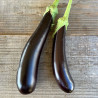 AUBERGINE de BARBENTANE - Graines BIO | Ferme de Sainte Marthe | Graines et Bio