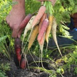 Mélange de 4 variétés de carottes bio