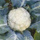 CHOU FLEUR Précoce "Flora Blanca" - Graines BIO | Ferme de Sainte Marthe | Graines et Bio