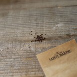 CHOU-FLEUR VERT Verde Di Macerata - Graines BIO | Ferme de Sainte Marthe | Graines et Bio