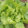 LAITUE POMMÉE Express - Graines BIO | Ferme de Sainte Marthe | Graines et Bio