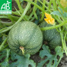 COURGETTE RONDE de Nice - Graines BIO | Ferme de Sainte Marthe | Graines et Bio