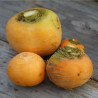 NAVET BOULE D'OR - Graines BIO | Ferme de Sainte Marthe | Graines et Bio