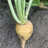 NAVET BOULE D'OR - Graines BIO | Ferme de Sainte Marthe | Graines et Bio