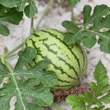 PASTÈQUE Di Bagnacavallo - Graines BIO | Ferme de Sainte Marthe | Graines et Bio