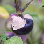 PHYSALIS Tomatillo Violet - Graines BIO | Ferme de Ste Marthe | Graines et Bio