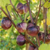 PHYSALIS Tomatillo Violet - Graines BIO | Ferme de Sainte Marthe | Graines et Bio