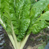 POIRÉE VERTE à couper - Graines BIO | Ferme de Sainte Marthe | Graines et Bio