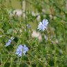 CHICORÉE Sauvage - Graines BIO | Ferme de Sainte Marthe | Graines et Bio