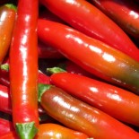 PIMENTS FORTS 2 - DUO Kokopelli - Graines BIO | KOKOPELLI | Graines et Bio