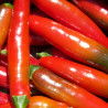 PIMENTS FORTS 2 - DUO Kokopelli - Graines BIO | KOKOPELLI | Graines et Bio