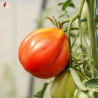 TOMATES CHAIR de BOEUF - DUO Kokopelli - Graines BIO | KOKOPELLI | Graines et Bio