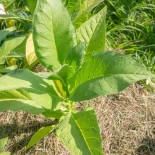 TABAC BLOND Doux Virginia Bright Leaf - Graines BIO | KOKOPELLI | Graines et Bio