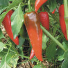 PIMENT À PAPRIKA Cyklon - Graines BIO | KOKOPELLI | Graines et Bio