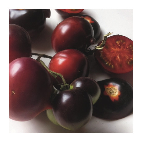 TOMATE CERISE "Clackamas Blueberry" - Kokopelli - Graines BIO | KOKOPELLI | Graines et Bio