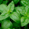 BASILIC VERT DE GÊNES - Graines BIO | KOKOPELLI | Graines et Bio