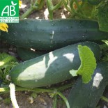 CONCOMBRE LONG ANGLAIS - Graines BIO | Ferme de Sainte Marthe | Graines et Bio