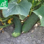 CONCOMBRE LONG ANGLAIS - Graines BIO | Ferme de Sainte Marthe | Graines et Bio