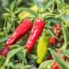PIMENT PEU FORT "Pepperoncini" - Graines BIO | KOKOPELLI | Graines et Bio