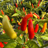 PIMENT TABASCO - Graines BIO | Ferme de Sainte Marthe | Graines et Bio