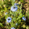 NIGELLE de DAMAS BLEUE - Graines BIO | KOKOPELLI | Graines et Bio