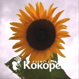 TOURNESOL à GRAINES "Mammoth" - Graines BIO | KOKOPELLI | Graines et Bio