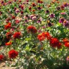 ZINNIA en mélange de Couleurs - Graines BIO | KOKOPELLI | Graines et Bio