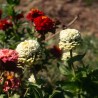 ZINNIA en mélange de Couleurs - Graines BIO | KOKOPELLI | Graines et Bio