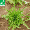 LAITUE CRESSONNETTE Marocaine - Graines BIO | Ferme de Sainte Marthe | Graines et Bio