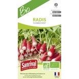 RADIS FLAMBOYANT - Graines BIO