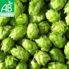 cones de houblon