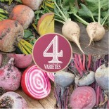 🌱 Graines de BETTERAVE - BETTERAVES EN MÉLANGE - SAINTE MARTHE - Graines BIO