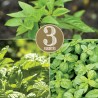 3 BASILICS en Mélange - Graines BIO | Ferme de Sainte Marthe | Graines et Bio