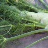 FENOUIL ROMANESCO - Graines BIO | Ferme de Sainte Marthe | Graines et Bio