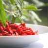 GOJI à semer - Graines BIO | Ferme de Sainte Marthe | Graines et Bio