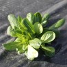 MÂCHE VERTE D'Étampes - Graines BIO | Ferme de Sainte Marthe | Graines et Bio
