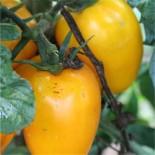 TOMATE à FARCIR Jaune - Graines BIO