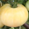 TOMATE BEAUTÉ BLANCHE - Graines BIO | Ferme de Sainte Marthe | Graines et Bio