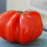 TOMATE BEEFSTEAK - Graines BIO