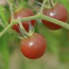TOMATE BLACK CHERRY - Graines BIO | Ferme de Sainte Marthe | Graines et Bio
