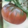 TOMATE BLACK From TULA - Graines BIO | Ferme de Sainte Marthe | Graines et Bio