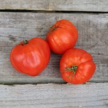 TOMATE COEUR DE BOEUF Rouge - Graines BIO