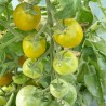 TOMATE VERTE "Green Grape" - Graines BIO | Ferme de Sainte Marthe | Graines et Bio