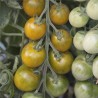 TOMATE VERTE "Green Grape" - Graines BIO | Ferme de Sainte Marthe | Graines et Bio