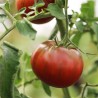 TOMATE NOIRE DE CRIMÉE - Graines BIO | Ferme de Sainte Marthe | Graines et Bio