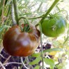 TOMATE NOIRE RUSSE - Graines BIO | Ferme de Sainte Marthe | Graines et Bio