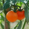 TOMATE ORANGE Bourgoin - Graines BIO | Ferme de Sainte Marthe | Graines et Bio